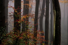 KU-Herbstwald-im-Nebel