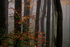Herbstwald-im-Nebel
