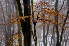 Herbstwald-im-Nebel